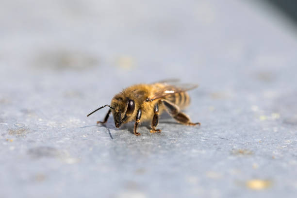 istock bees and flowers, environment, protection, diversity 1244252025