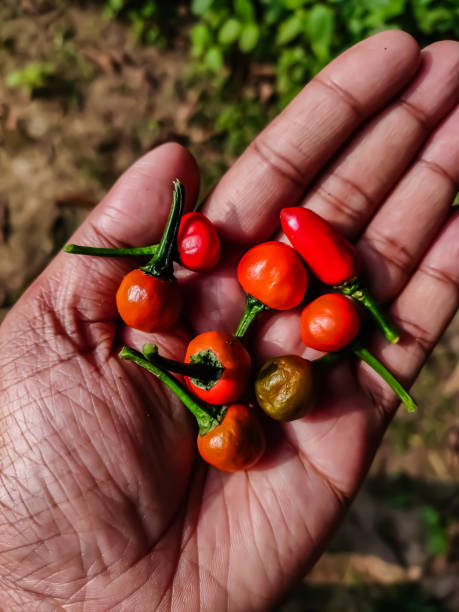 istock Some red indian chilli on my hand in the daytime and sunlight fall on it. 1244253047
