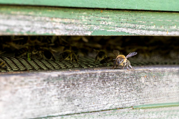 istock bees and flowers, environment, protection, diversity 1244254074