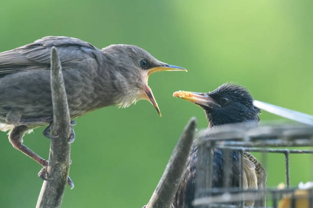 istock Baby Starling getting fed by adult 1244259342