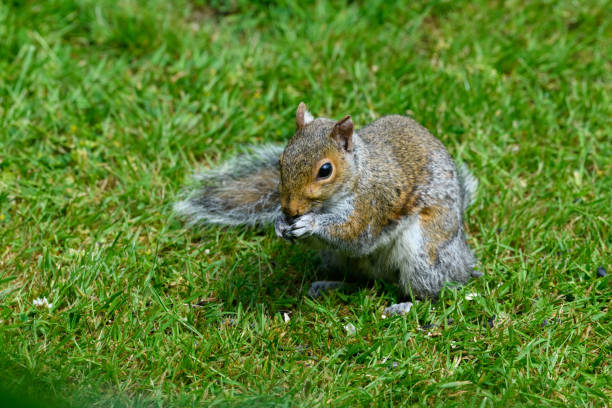Single gray squirrel sitting on grass eating seeds with front paws at mouth