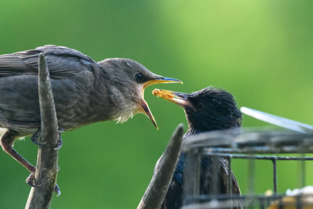 istock Baby Starling getting fed by adult 1244260366