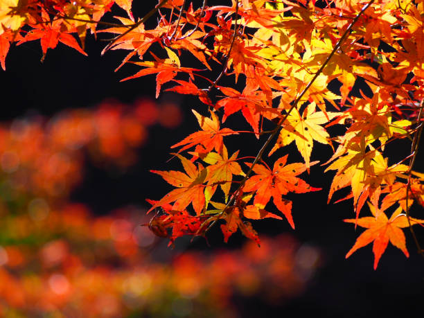 foglie autunnali che emergono all'ombra - japanese maple foto e immagini stock