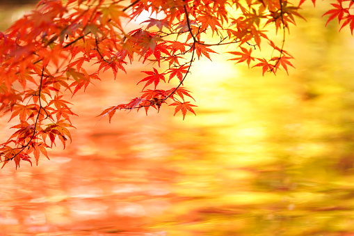 Autumn leaves reflected on the surface of the pond