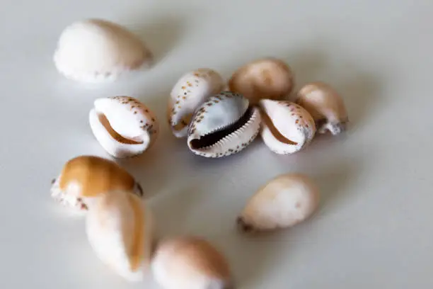 Rare cowrie shells on white table surface.