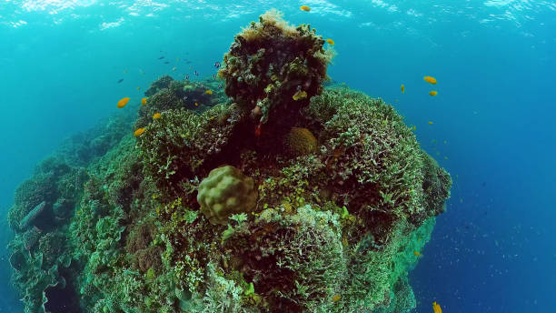 istock Coral reef and tropical fish. Panglao, Philippines 1244311256