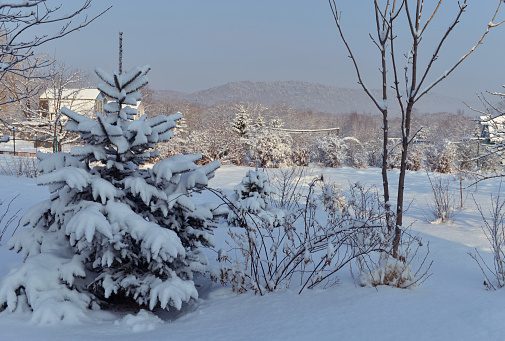 Beautiful conifer after snowfall. Winter landscape with snow covered trees, new year and Christmas seasonal background