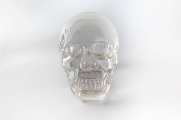 A transparent and modern human skull.