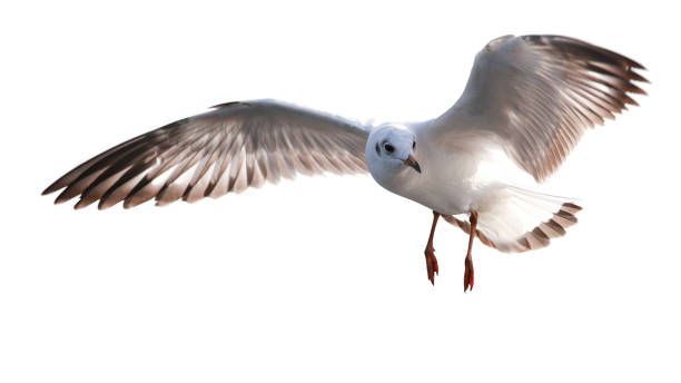 istock The Gulls is flying. Seagulls on white background 1244322335
