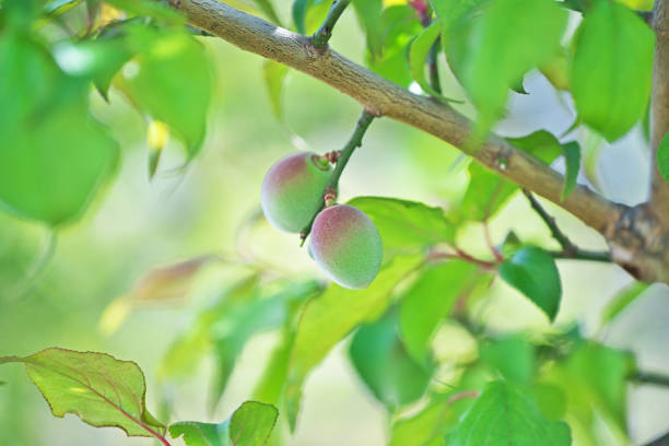 Fruit of the plumPlum Fruit