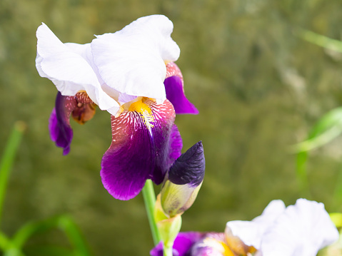 A single purple  iris flower grows in a Cape Cod garden on an early June afternoon.