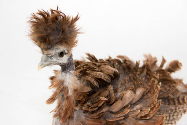 istock Showgirl Chicken 1244327841