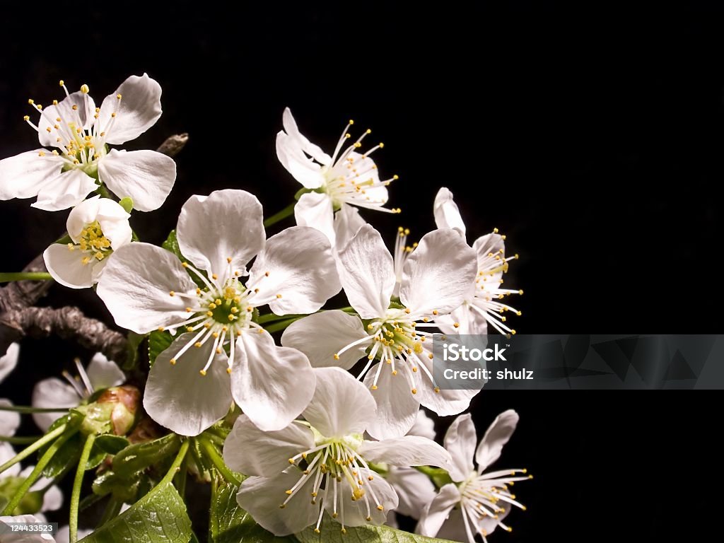 Fleur de cerise - Photo de Arbre libre de droits