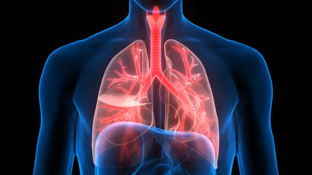 istock Human Respiratory System Lungs Anatomy 1244335285