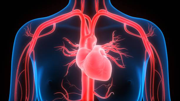 istock Human Circulatory System Heart Anatomy 1244335294