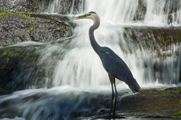 istock Profile of a great blue heron in Broad Brook, Connecticut. 1244338262