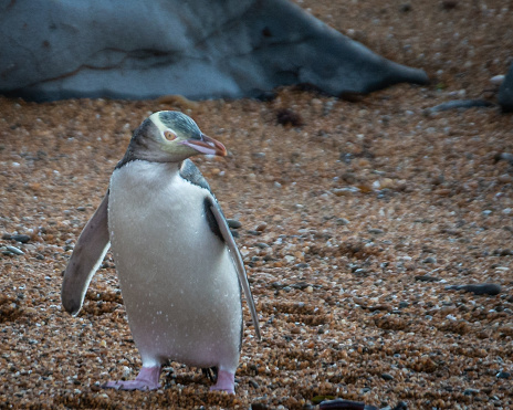 Close-up of Gentoo Penguin -Pygoscelis papua- at Cuverville Island, on the Antarctic Peninsula
