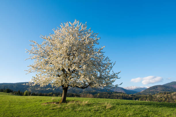 cherry tree orchards blossoming in spring