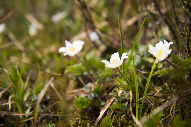 istock White flowers in grass, shallow depth of field 1244357963