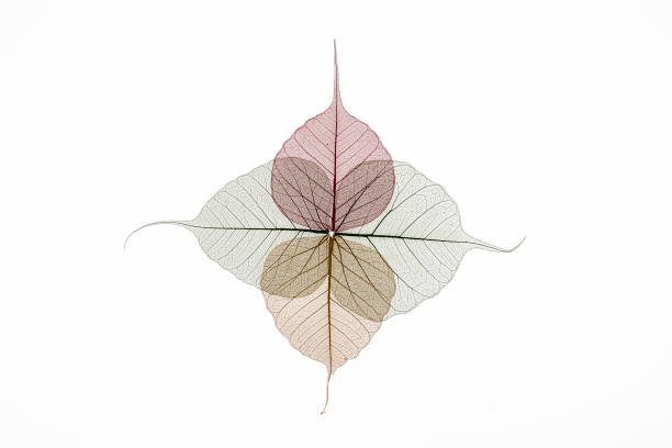 istock Colorful skeleton leaves flower composition 1244359569