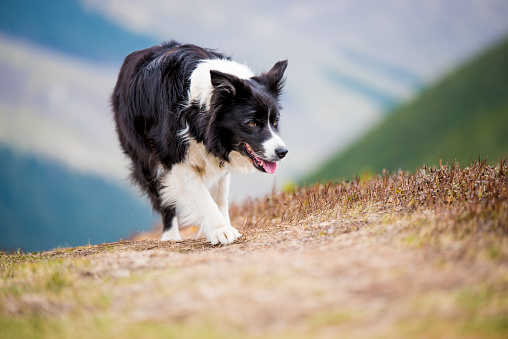 Border collie on exhausting hike