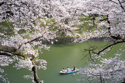 Tourists viewing cherry blossoms by boat at Chidorigafuchi Park during spring season