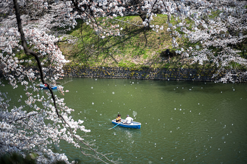 Tourists viewing cherry blossoms by boat at Chidorigafuchi Park during spring season