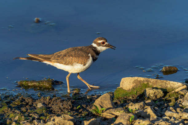 istock killdeer (Charadrius vociferus) Walking in Wetland Water by Shore 1244364360