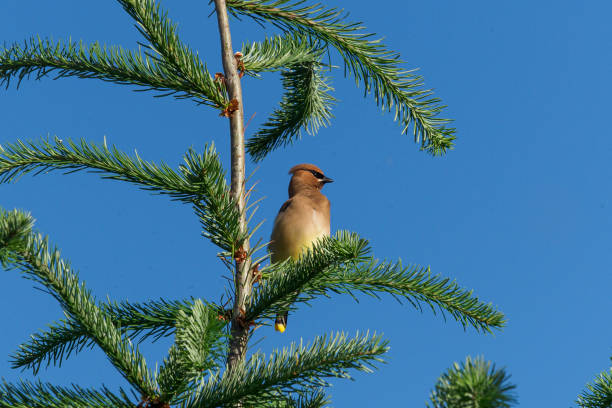 istock Cedar Waxwing on Interesting Tree Branch Oregon Wild Bird 1244365423