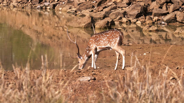 spotted deer stag drinking from a waterhole at tadoba tiger reserve