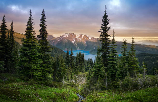Glacial mountain Garibaldi lake with turquoise water in the middle of coniferous forest at sunset. View of a mountain lake between fir trees. Mountain peaks above the lake lit by sunset rays. Canada wilderness stock pictures, royalty-free photos & images