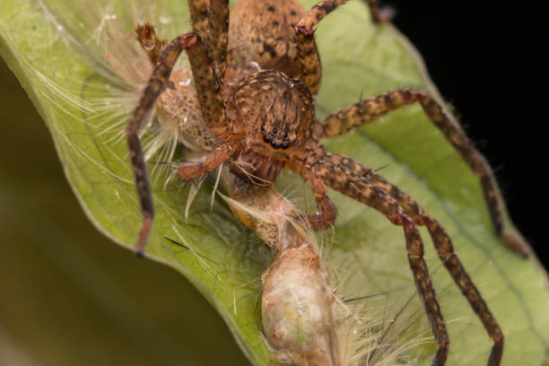 istock Wandering Spider with prey, centipede-Nature wildlife concept 1244373646
