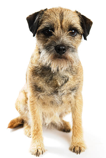 Border Terrier Border Terrier border terrier stock pictures, royalty-free photos & images