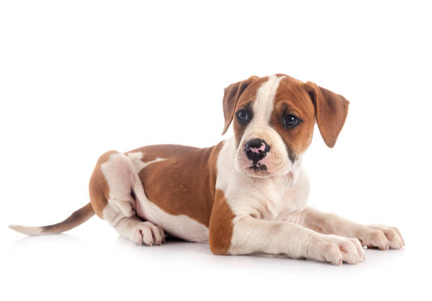 istock puppy american bulldog 1244380298