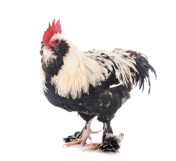 istock Rooster Faverolles 1244385002