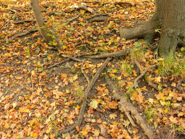 istock The ground is strewn with yellowed fall foliage. Tree roots. 1244391412