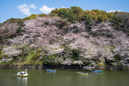 Tourists viewing cherry blossoms by boat at Chidorigafuchi Park during spring season