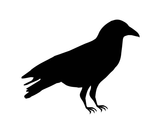 illustration of the raven silhouette illustration of the raven silhouette raven corvus corax bird squawking stock illustrations