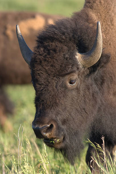 istock Buffalo, American Bison, Head Close Up 124439966