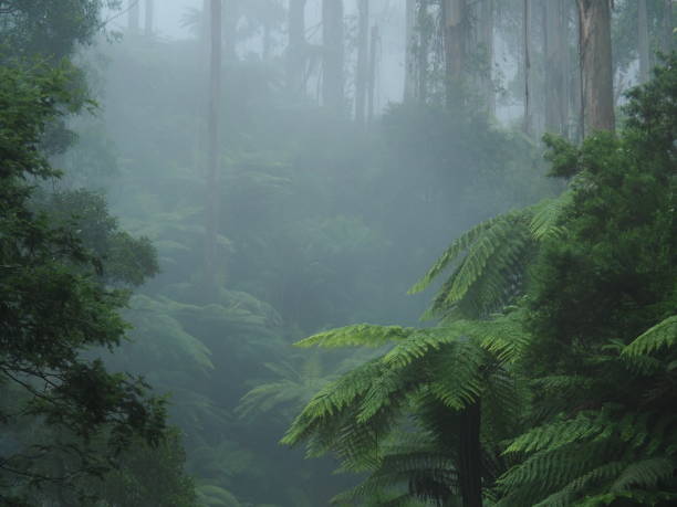 istock Trees and tree ferns shrouded by fog 1244401962