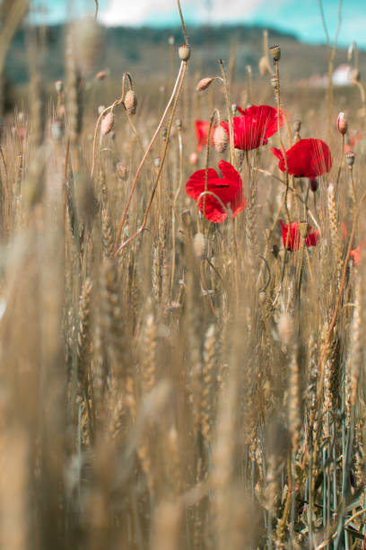 istock Wheat field and poppy flowers 1244403071