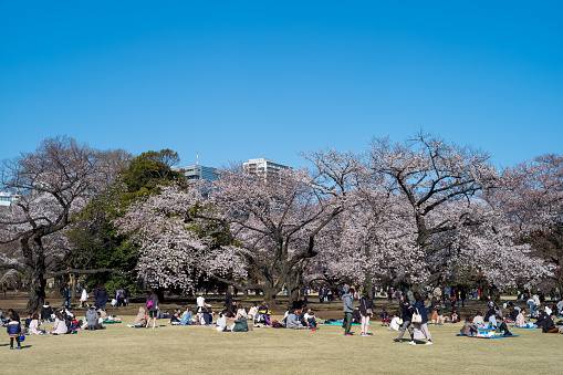 Crowd in Tokyo enjoying Cherry blossoms festival in Shinjuku Gyoen.