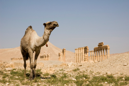 Camel and temple Palmyra 3 century Syria