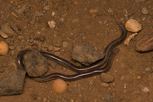 Dorsal of Brahminy blind snake, Indotyphlops braminus, Typhlopidae, Lonand, Maharashtra, India