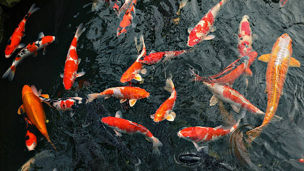 istock many carp fishes 124441207