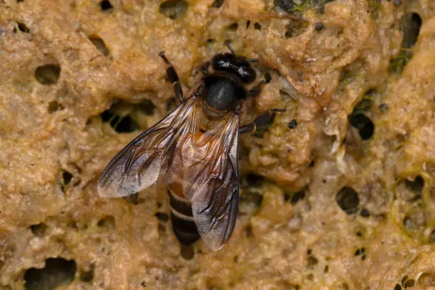 Photo of Rock Honeybee closeup, Apis dorsata, Apidae,  Satara, Maharashtra, India