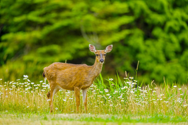 istock Vancouver Island British Columbia 1244414161
