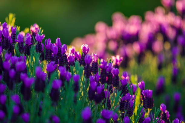 Wildflowers on Vancouver Island, British Columbia