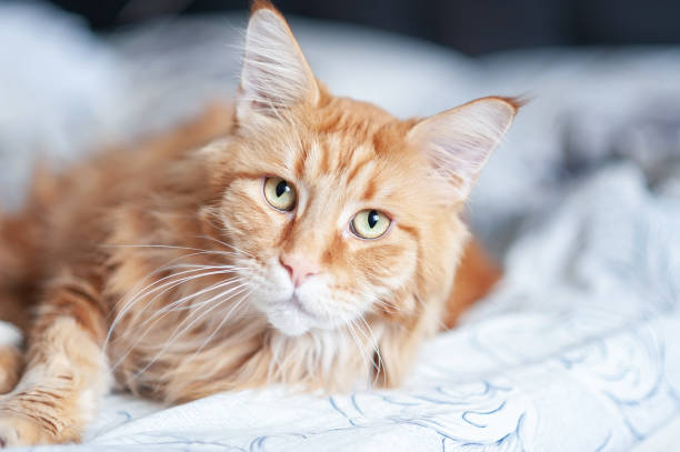 istock Maine Coon cat in bed 1244419618