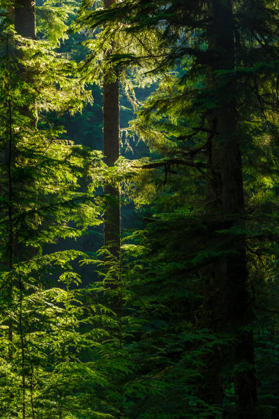Forest on Vancouver Island, British Columbia